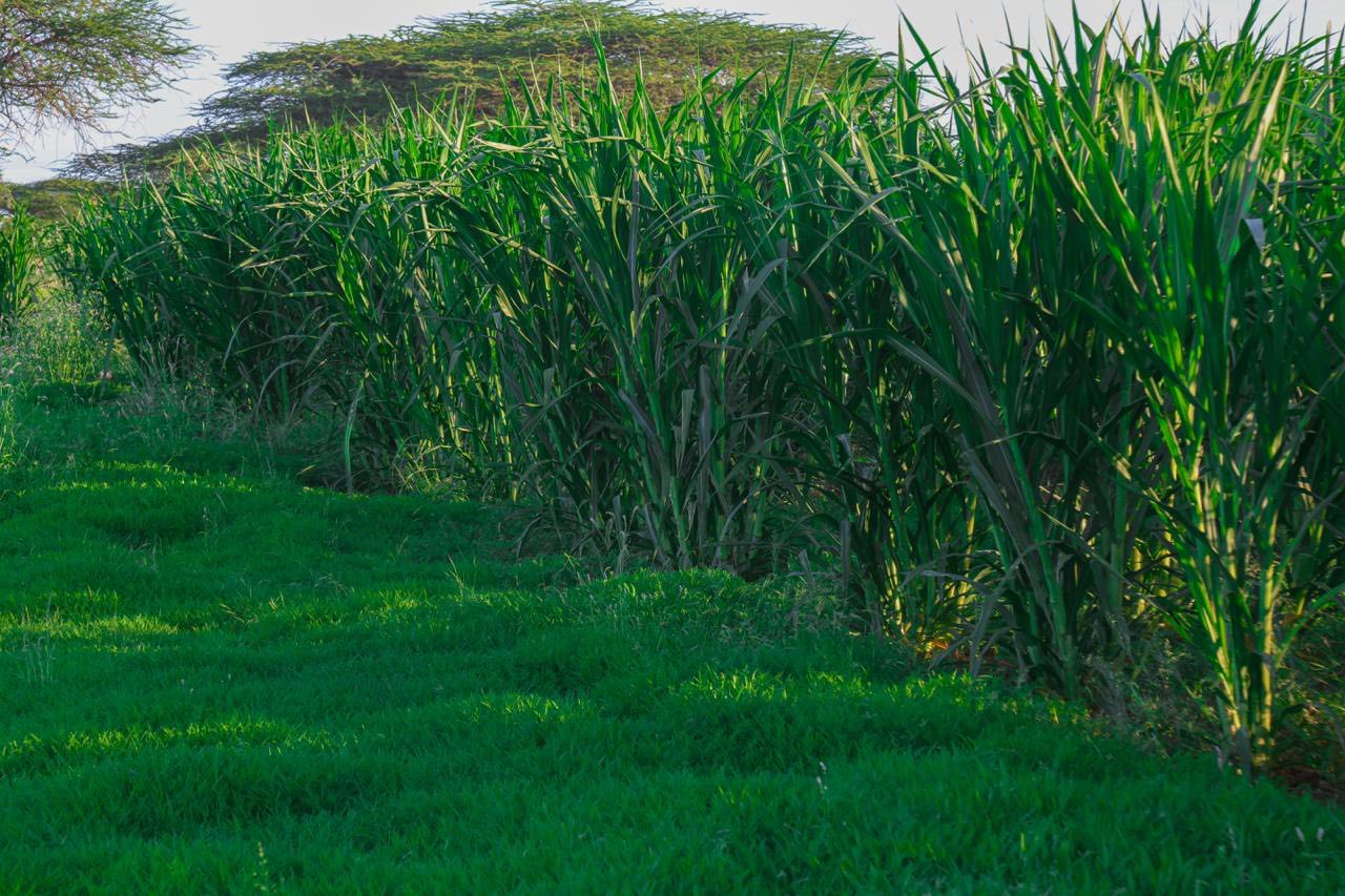 Sustainable Drip Irrigation Farm in Wajir Offers Path to Climate-Smart Agriculture